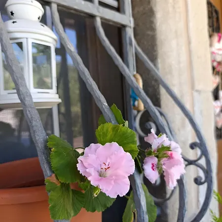 La Jacaranda *