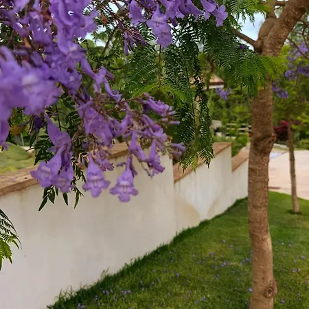 La Jacaranda Soccorso